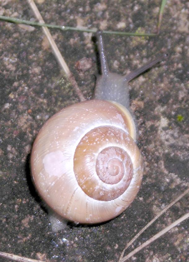 Cepaea hortensis?